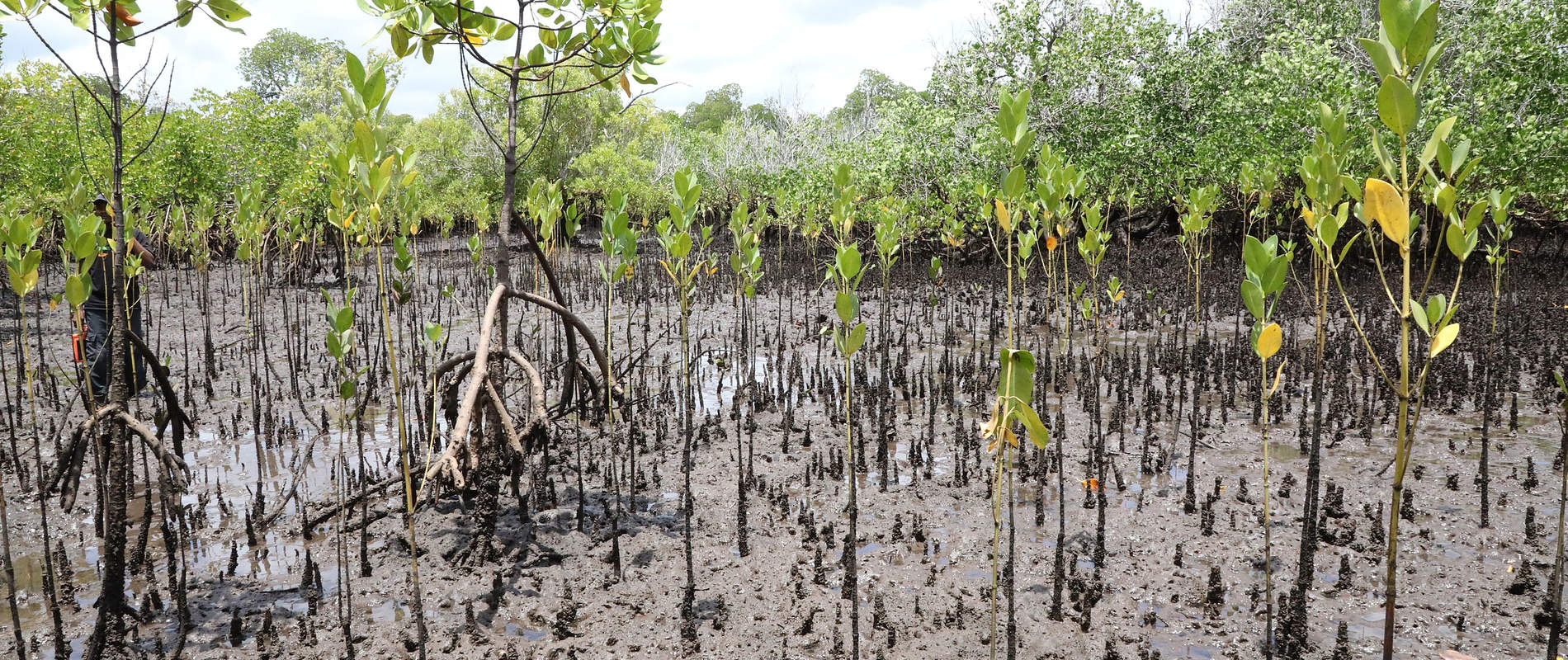 Kenya Red Cross Leads Massive Coastal Restoration Effort in Lamu