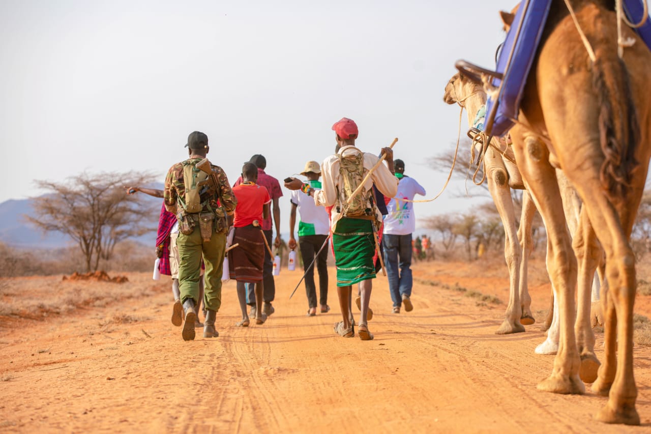 Researchers Warn of Critical Gaps in Camel Health and Production Research