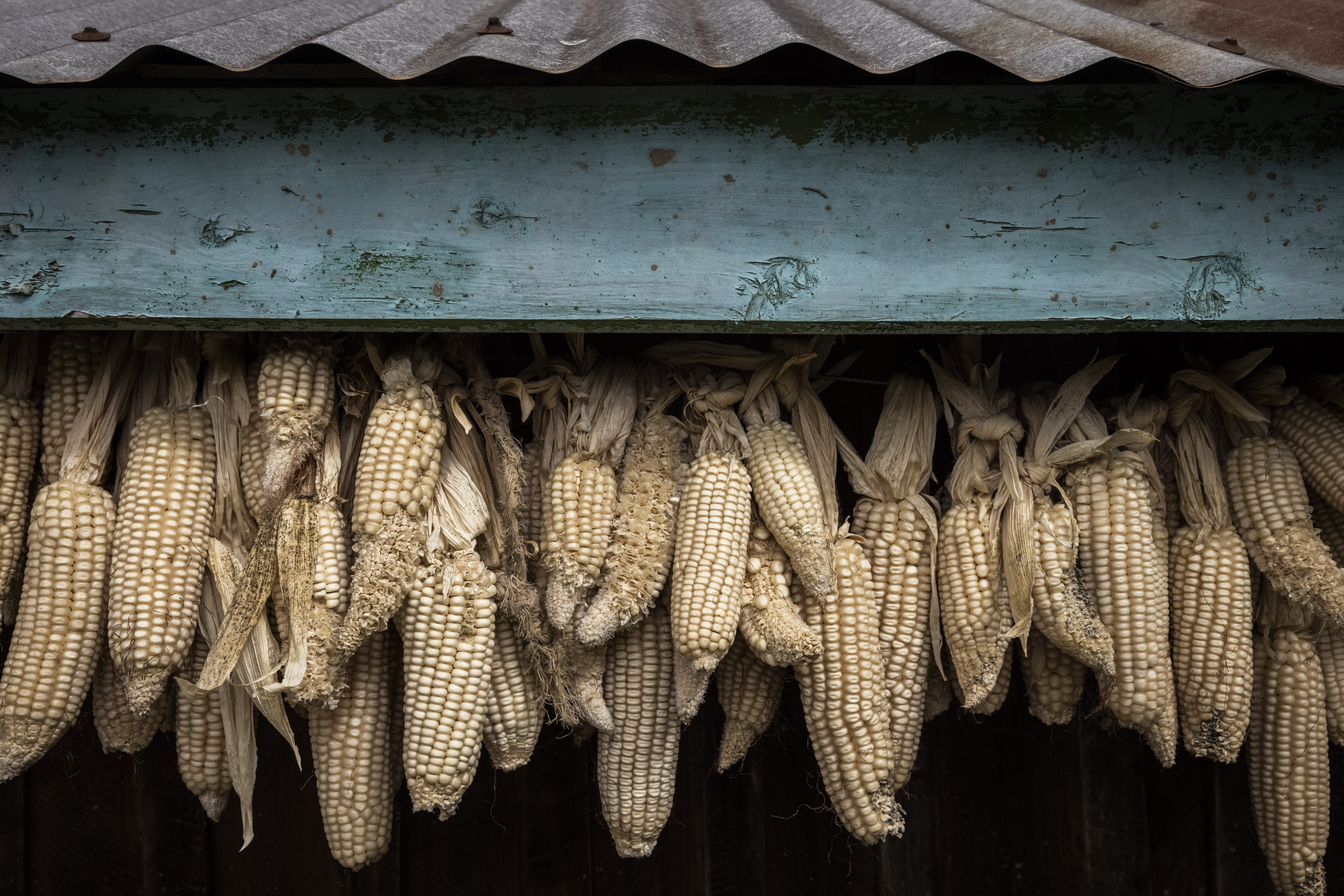 Kenya Proposes 10-Day Payout Rule to Protect Farmers From Climate Risks