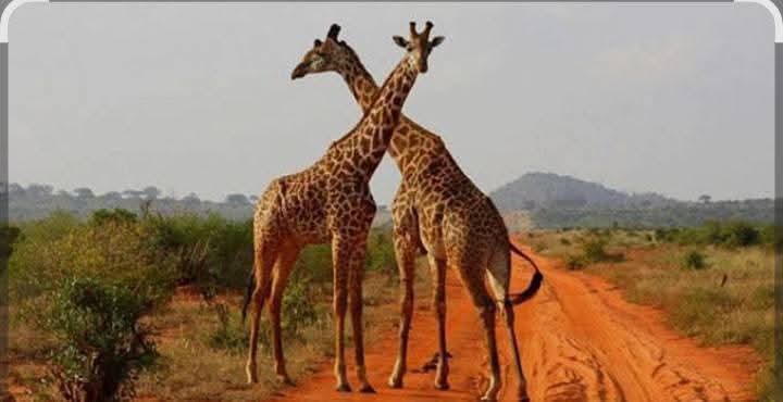World Wildlife Day 2026: Somali Giraffe, Medicinal Landscapes and Test of Resilience in Northern Kenya