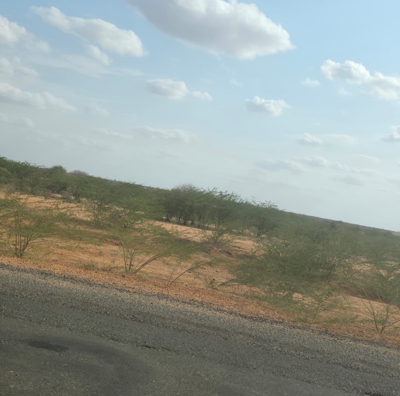 Invasive Plants Threaten Pastoralist Livelihoods, Global Food Security