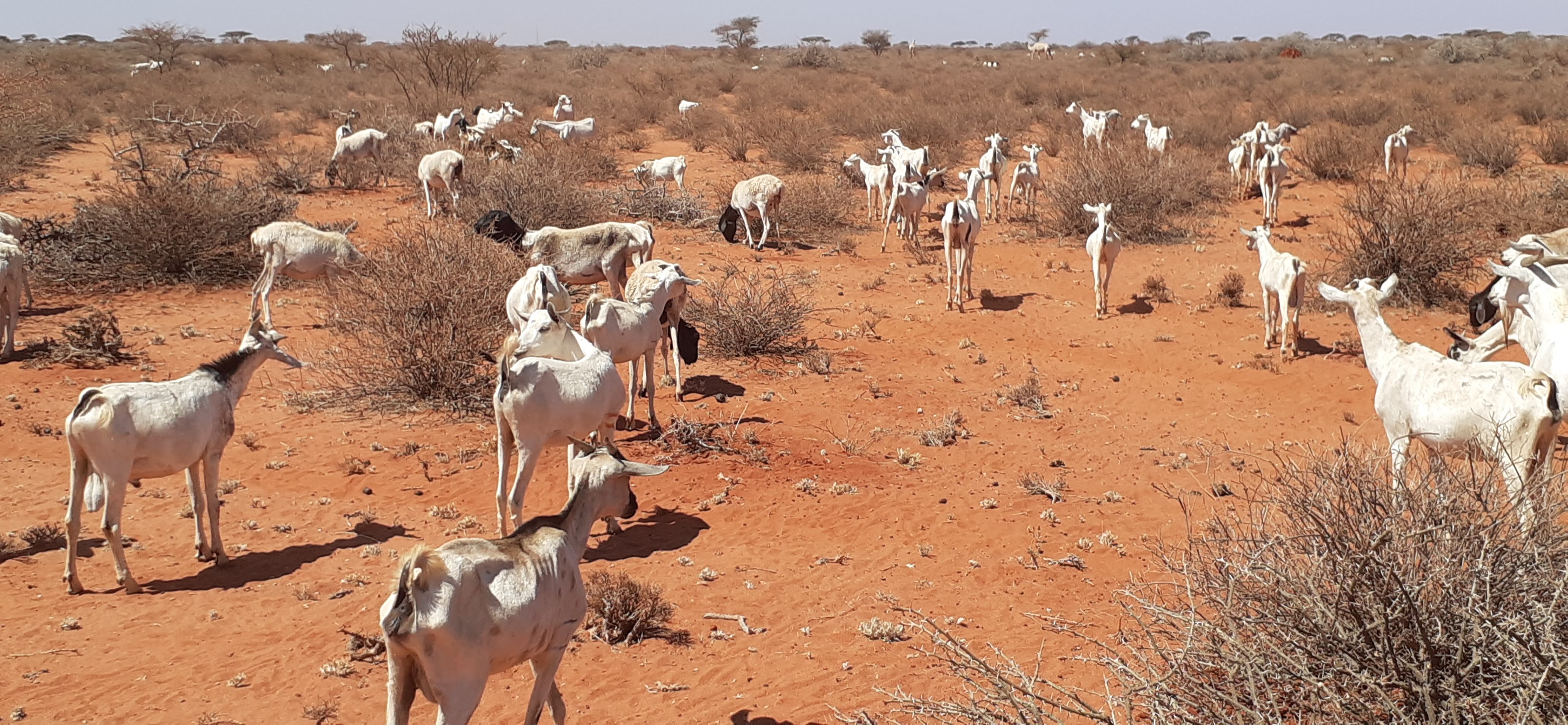 Kenya Red Cross Scales Up Response as Nearly 2 Million Face Acute Hunger Amid Worsening Drought